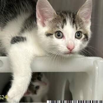 Paris -  Domestic Short Hair Cat for Adoption in West Palm Beach, Florida - Paris | PetCurious