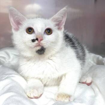 Domestic Short Hair Cats Available for Adoption in Michigan City, Indiana - Rainy | PetCurious