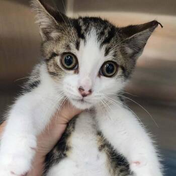 Dr. Pepper -  Domestic Short Hair Cat for Adoption in Toledo, Ohio - Dr. Pepper | PetCurious