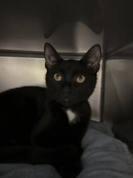 Rescue Domestic Short Hair Cats for Adoption in Morristown, New Jersey - Leo | PetCurious