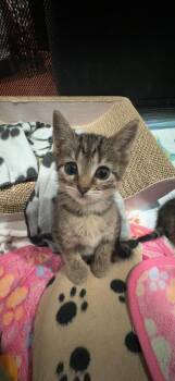 Katara -  Domestic Short Hair Cat for Adoption in North Brunswick Township, New Jersey - Katara | PetCurious