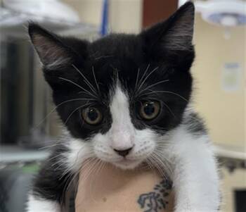 WOBBLE -  Domestic Short Hair Cat for Adoption in Aliquippa, Pennsylvania - WOBBLE | PetCurious