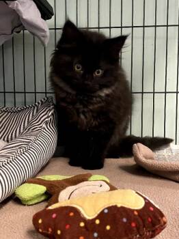 Rescue Domestic Long Hair Cats for Adoption in Cortland, New York - Boo | PetCurious