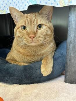 Domestic Short Hair Cats Available for Adoption in Minneapolis, Minnesota - MOUSE | PetCurious