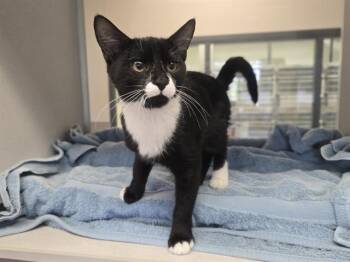 SUTTON -  Domestic Short Hair Cat for Adoption in Auburn, California - SUTTON | PetCurious