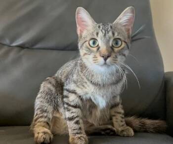 Taco -  Domestic Short Hair Cat for Adoption in Mokena, Illinois - Taco | PetCurious