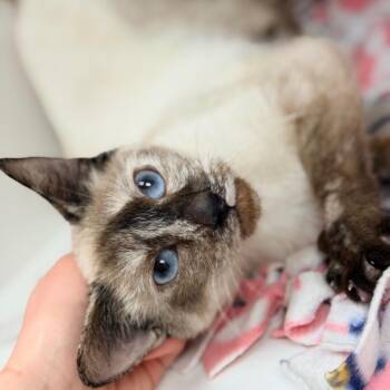 Siamese Cats Available for Adoption - Medusa | PetCurious