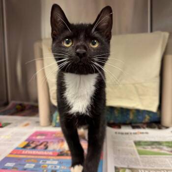 Julie -  Domestic Short Hair Cat for Adoption in Hendersonville, North Carolina - Julie | PetCurious
