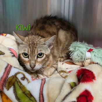 Kiwi -  Domestic Short Hair Cat for Adoption in Parkersburg, West Virginia - Kiwi | PetCurious