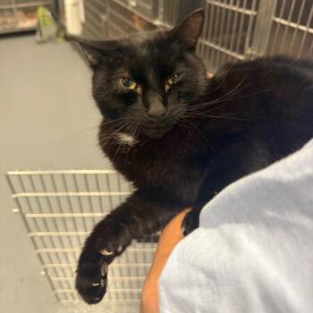 Swim Trunks -  Domestic Short Hair Cat for Adoption in Roanoke, Virginia - Swim Trunks | PetCurious