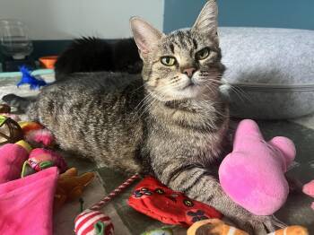 Rescue Domestic Short Hair Cats for Adoption in Grove City, Ohio - Donna | PetCurious