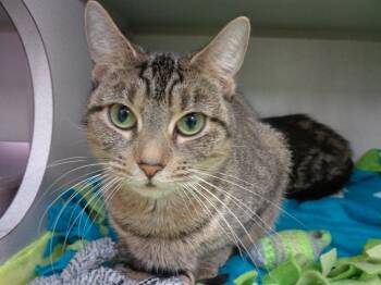 Rescue Tiger Cats for Adoption in Delhi, New York - ETHYL | PetCurious