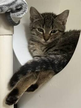 FUNYUNS -  Domestic Short Hair Cat for Adoption in Boston, Massachusetts - FUNYUNS | PetCurious