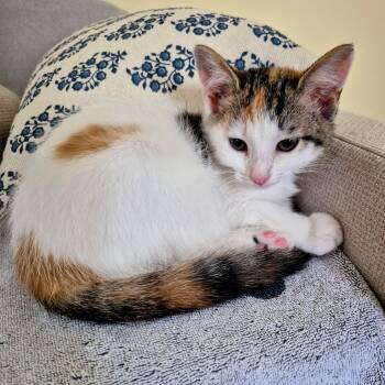 Paint By Numbers -  Domestic Short Hair Cat for Adoption in Richmond, Virginia - Paint By Numbers | PetCurious