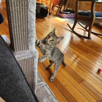 Blaze -  Domestic Short Hair Cat for Adoption in Columbia, Missouri - Blaze | PetCurious