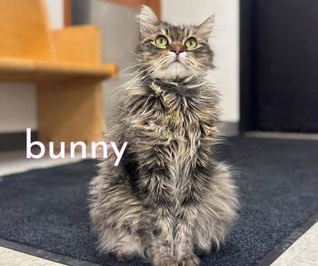 Bunny -  Domestic Long Hair Cat for Adoption in Nevada, Iowa - Bunny | PetCurious