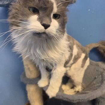 Whole Lotta Love -  Domestic Long Hair Cat for Adoption in Brookings, South Dakota - Whole Lotta Love | PetCurious