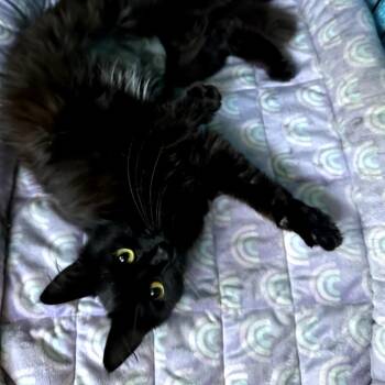 Domestic Medium Hair Cats Available for Adoption in Long Beach, California - Cafe | PetCurious