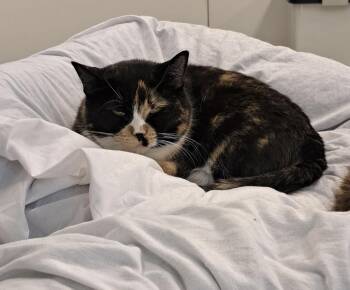 Domestic Short Hair Cats Available for Adoption - Larissa | PetCurious