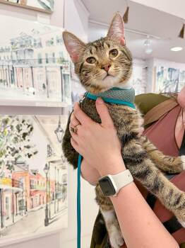 Tabby Cats Available for Adoption - Butterbean - Mild Wobbly Cat (No Special Accommodations Needed) | PetCurious