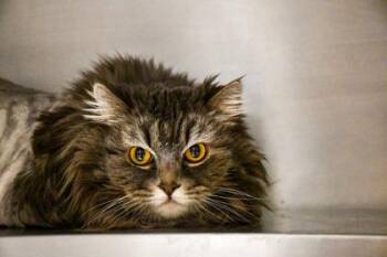 Domestic Long Hair and Domestic Short Hair Cats Available for Adoption in Yakima, Washington - Star | PetCurious