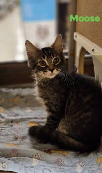 Moose Shewman (sweet, playful kitten and brother to Bear) -  Domestic Medium Hair Cat for Adoption in Stowe, Pennsylvania - Moose Shewman (sweet, Playful Kitten And Brother To Bear) | PetCurious