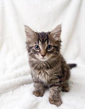 Cheeks -  Domestic Long Hair Cat for Adoption in Miami, Florida - Cheeks | PetCurious