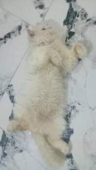 Rescue Persian Cats for Adoption in Wolcott, Connecticut - Coly | PetCurious