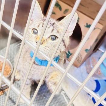 Jungle Cruise [blue] -  Domestic Short Hair Cat for Adoption in Baltimore, Maryland - Jungle Cruise [blue] | PetCurious