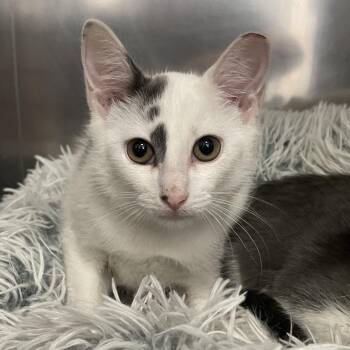Sting -  Domestic Short Hair Cat for Adoption in Wantagh, New York - Sting | PetCurious