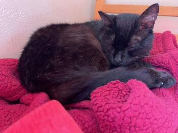 Poe -  Domestic Short Hair Cat for Adoption in Oakland, California - Poe | PetCurious