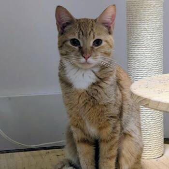 Tabby Cats Available for Adoption - Bubbles | PetCurious