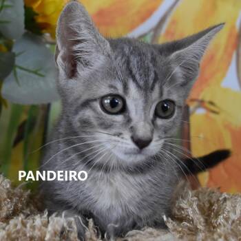Tigger/Panderio -  Domestic Short Hair Cat for Adoption in Yuma, Arizona - Tigger/Panderio | PetCurious