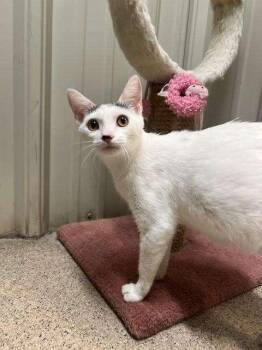 Rescue Domestic Short Hair Cats for Adoption in Ironwood, Michigan - VENUS | PetCurious