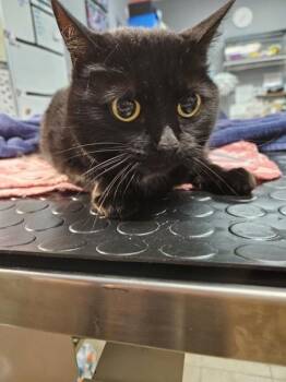Domestic Short Hair Cats Available for Adoption in Duluth, Minnesota - A Girl Named Hank | PetCurious