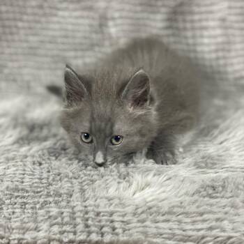 Domestic Long Hair Cats Available for Adoption in Social Circle, Georgia - Tyson - Andrea Foster | PetCurious
