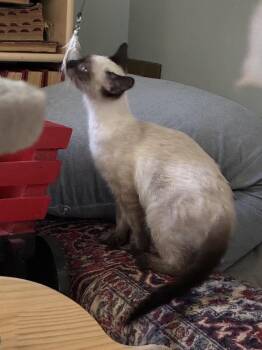 Coco Pebbles -  Siamese Cat for Adoption in Virginia Beach, Virginia - Coco Pebbles | PetCurious