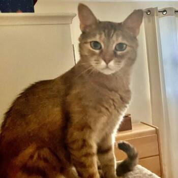 Marble -  Domestic Short Hair Cat for Adoption in Greensburg, Pennsylvania - Marble | PetCurious