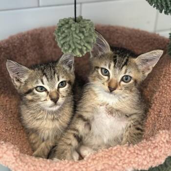 Rescue Domestic Short Hair Cats for Adoption in Houston, Texas - Frida | PetCurious