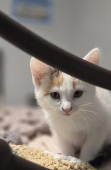 Yana -  Domestic Short Hair Cat for Adoption in Minneapolis, Minnesota - Yana | PetCurious