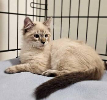 Domestic Medium Hair Cats Available for Adoption - Angel | PetCurious