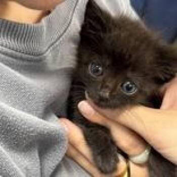 Parker -  Domestic Short Hair Cat for Adoption in Reisterstown, Maryland - Parker | PetCurious