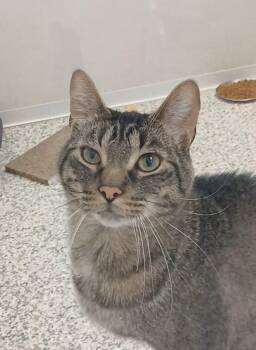 Jagger -  Tabby and Domestic Short Hair Cat for Adoption in Bay City, Michigan - Jagger | PetCurious