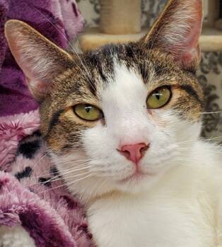 Rescue Domestic Short Hair Cats for Adoption in Munster, Indiana - Alvin | PetCurious