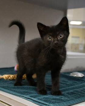Domestic Short Hair Cats Available for Adoption in Stratham, New Hampshire - Steve | PetCurious