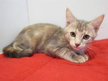 MISSY -  Domestic Short Hair Cat for Adoption in Sacramento, California - MISSY | PetCurious