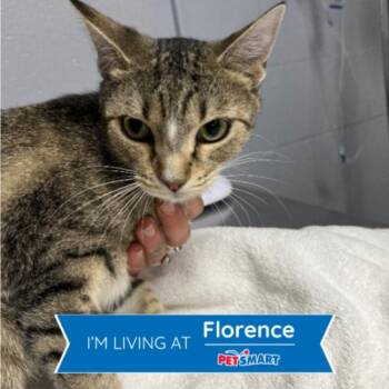 Wyvern -  Domestic Short Hair Cat for Adoption in Cincinnati, Ohio - Wyvern | PetCurious