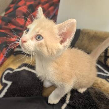 Minnie Mouse 18 -  Domestic Short Hair Cat for Adoption in Austin, Texas - Minnie Mouse 18 | PetCurious