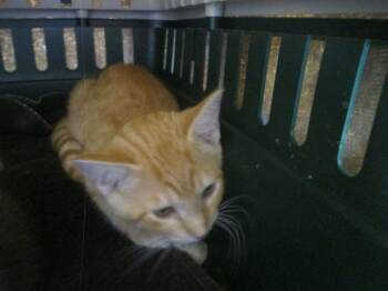 SUNRISE -  Domestic Short Hair Cat for Adoption in Ocala, Florida - SUNRISE | PetCurious