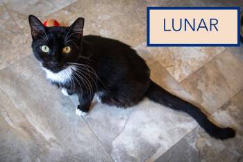 Lunar (FCID# 07/27/2026 - 6 Trainer) C -  Tuxedo Cat for Adoption in Greenville, Delaware - Lunar (FCID# 07/27/2026 - 6 Trainer) C | PetCurious